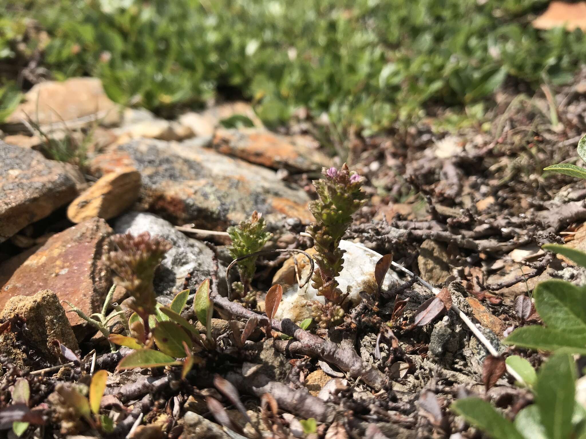 Image of Oakes' eyebright