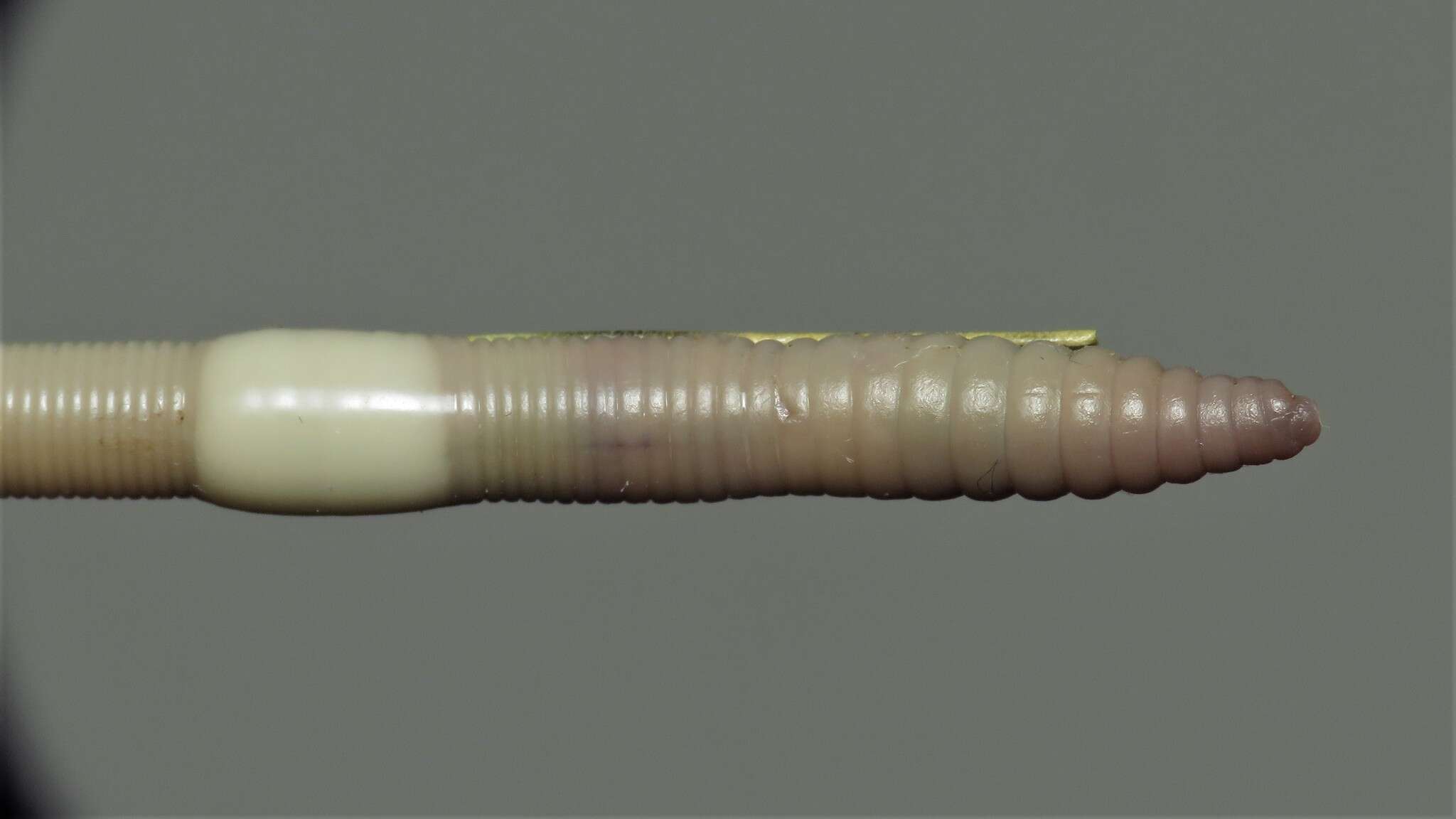 Image of Pasture Worm