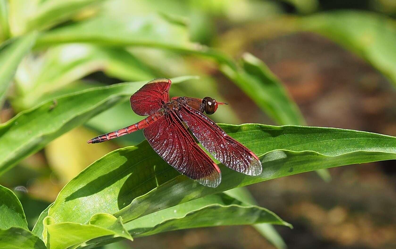 Image of Neurothemis taiwanensis Seehausen & Dow 2016