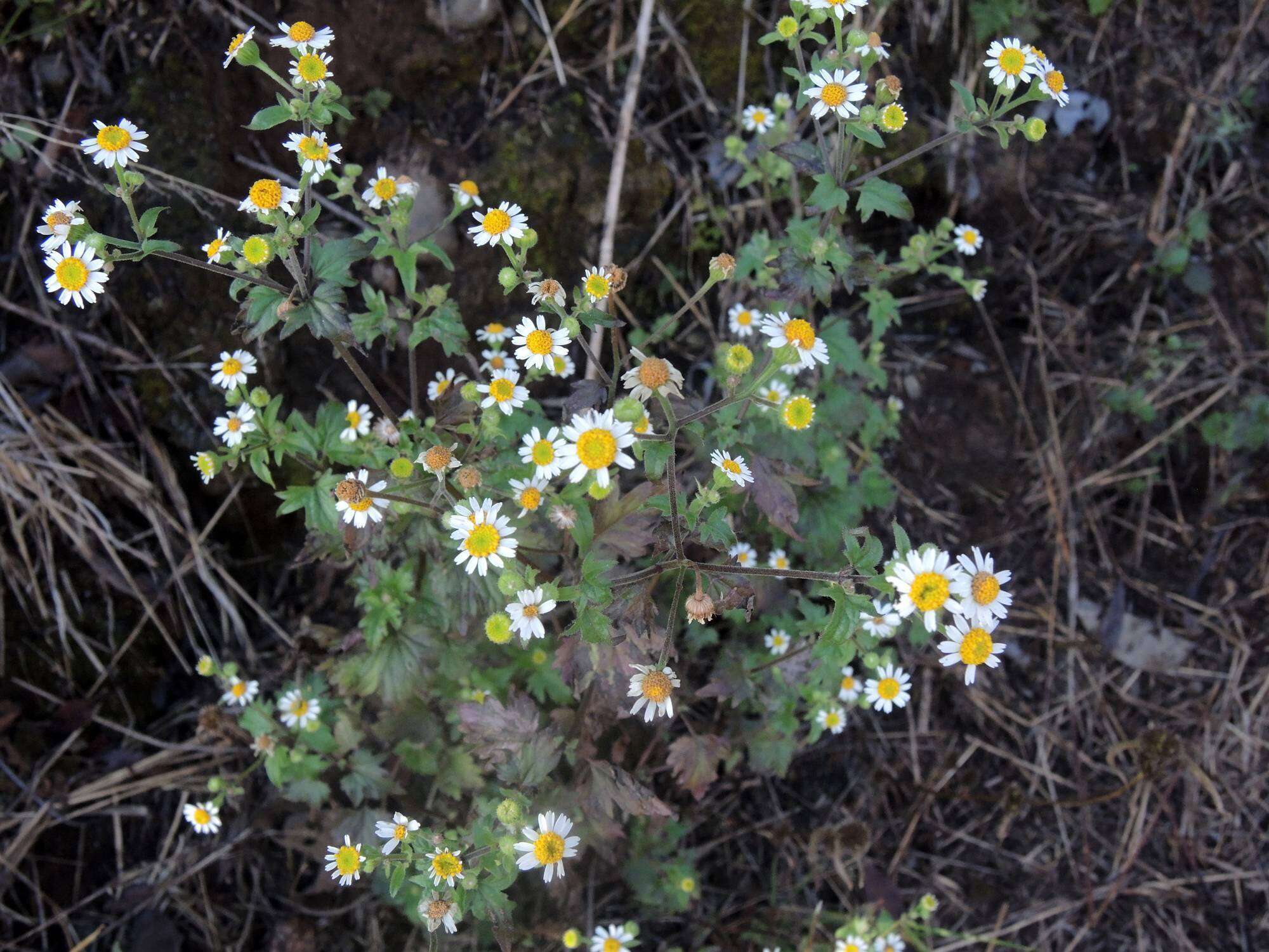 Image of shortray rockdaisy