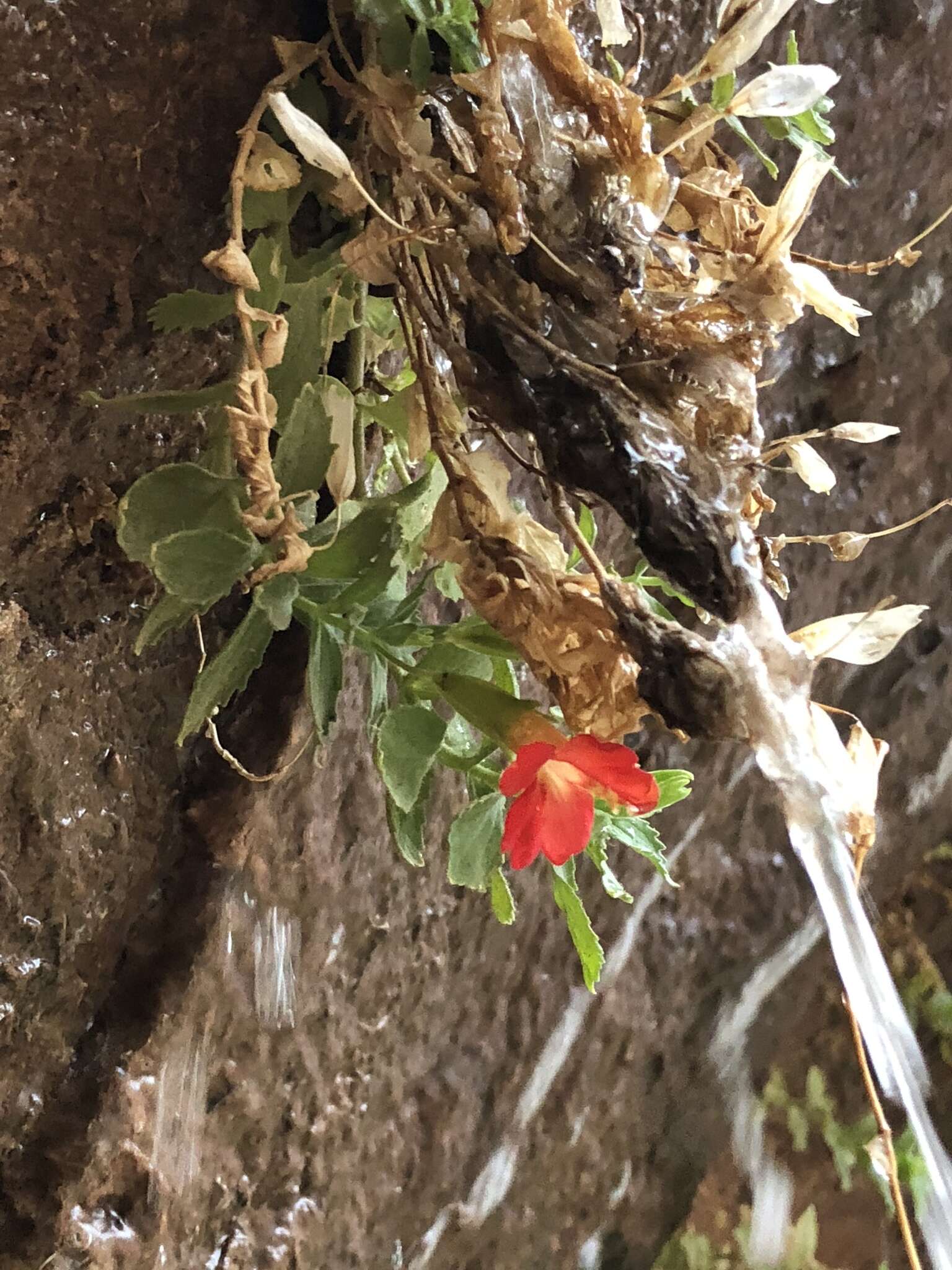 Image of Eastwood's Monkey-Flower