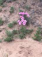 Image de Adenium obesum subsp. swazicum (Stapf) G. D. Rowley