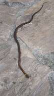 Image of Orange-collared Keelback