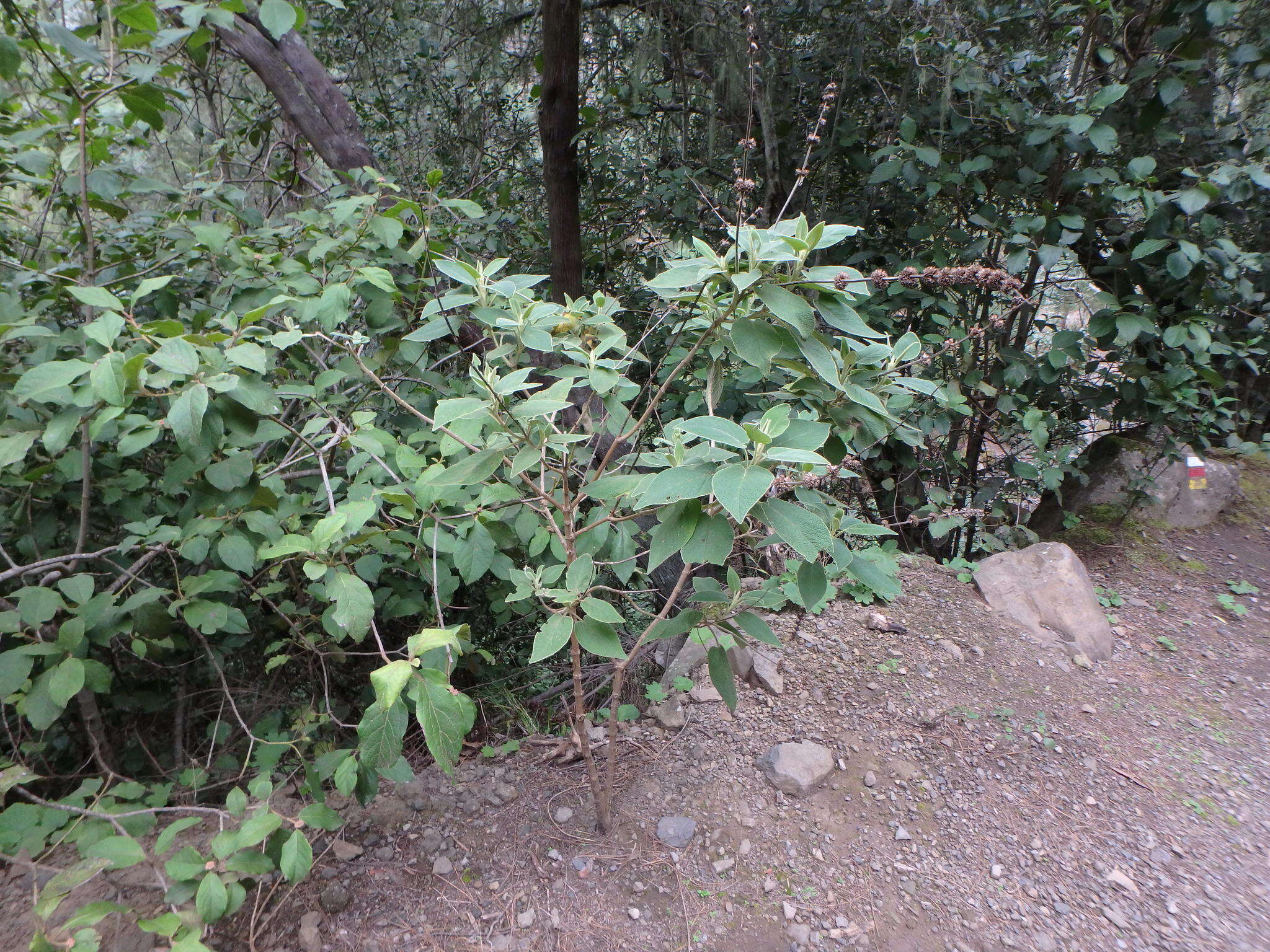 Image of Sideritis canariensis L.