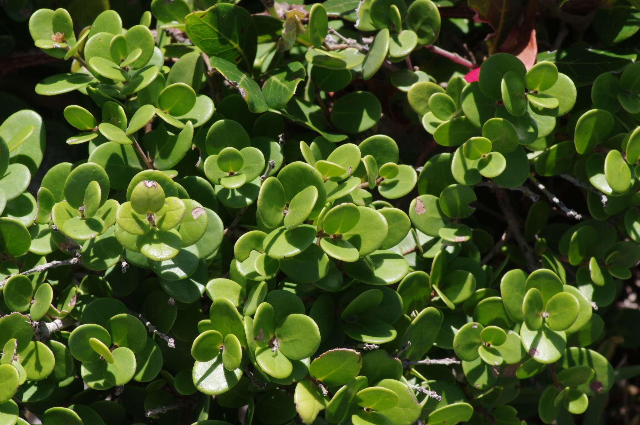 Image of Dune myrtle