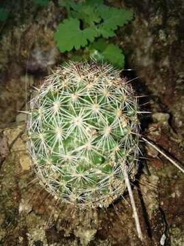 Image of Mammillaria grahamii subsp. sheldonii (Britton & Rose) D. R. Hunt