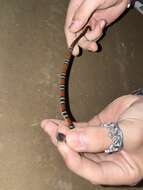 Image of Tschudi's False Coral Snake