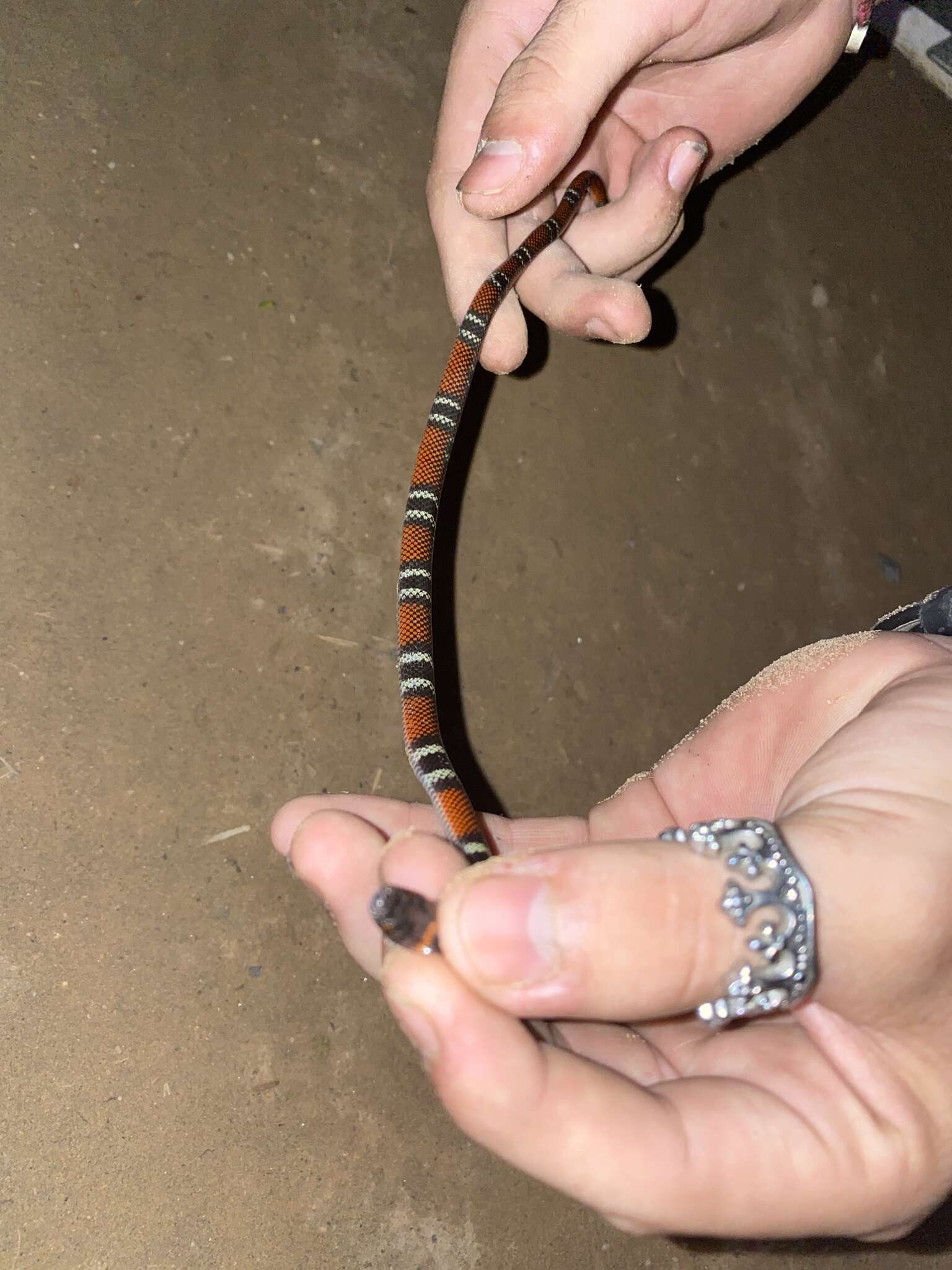 Image of Tschudi's False Coral Snake