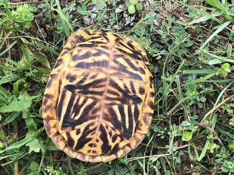 Image of Ornate box turtle