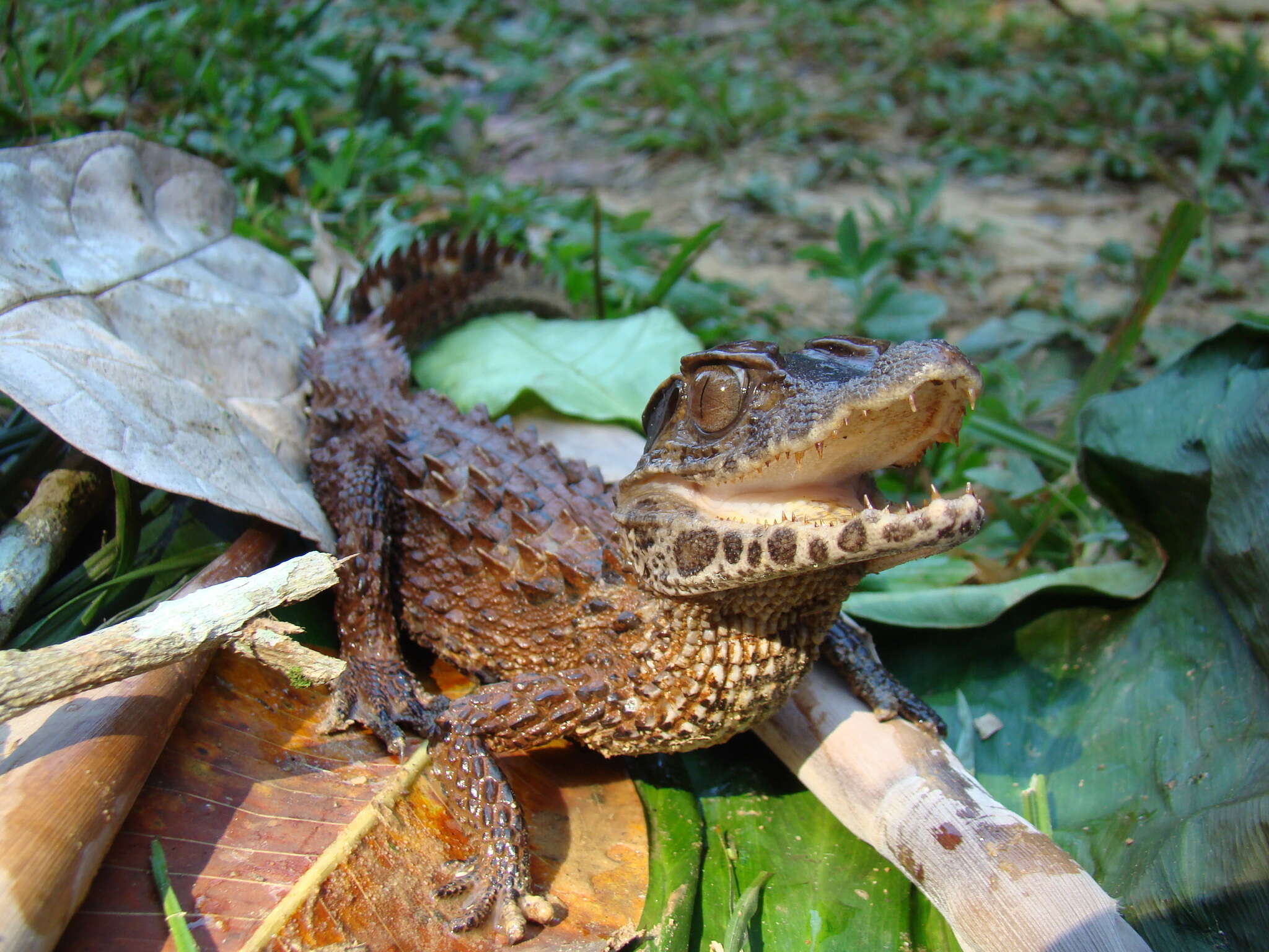 Image of Schneider's Smooth-fronted Caiman