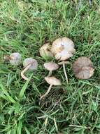 Image of Inocybe curvipes P. Karst. 1890