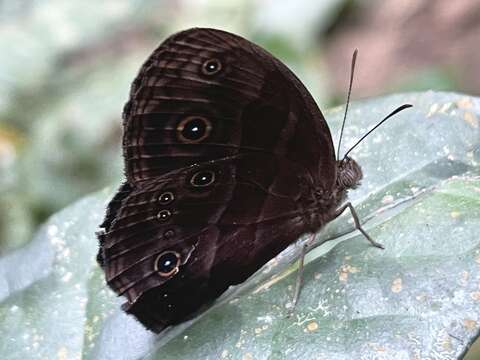 Image of Small Stately Bush-brown