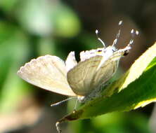 Imagem de Hypolycaena philippus philippus