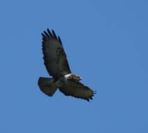 Image of Forest Buzzard