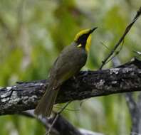 Image of Yellow-tufted Honeyeater