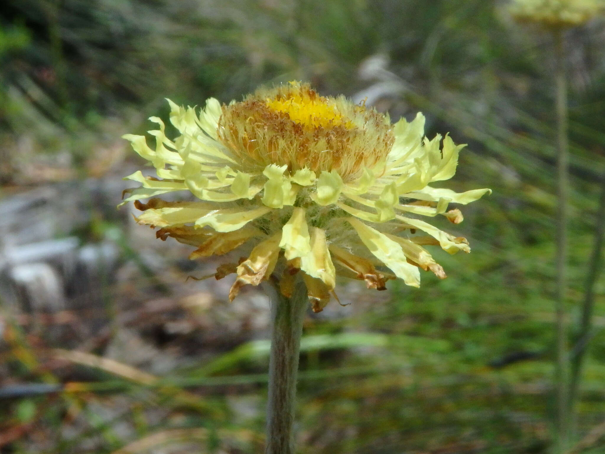 Plancia ëd Coronidium scorpioides (Labill.) Paul G. Wilson