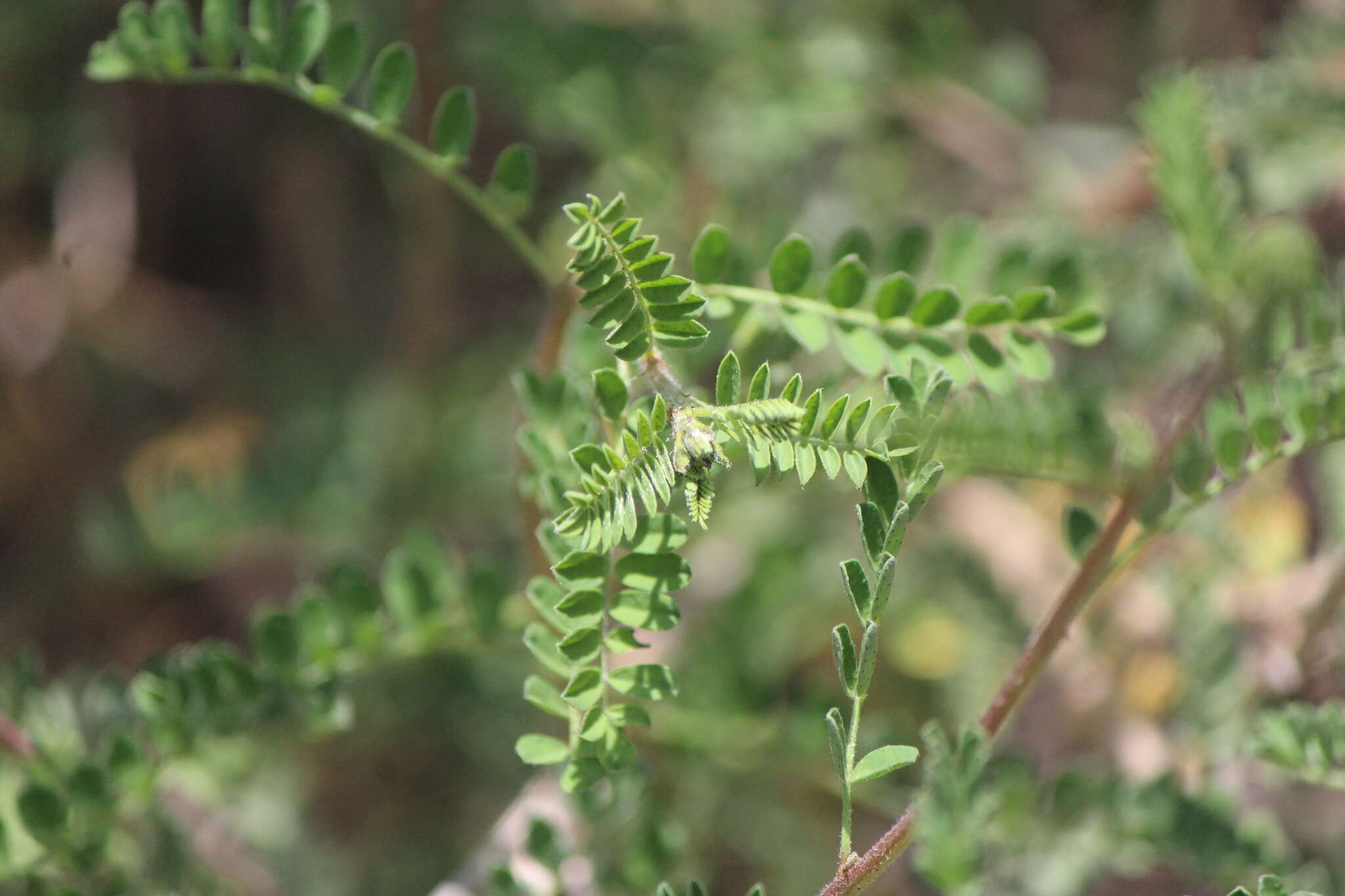 Sivun Dalea lutea (Cav.) Willd. kuva