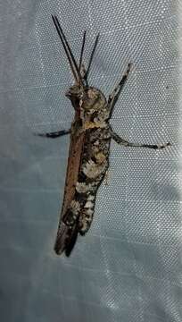 Image of Longhorn Band-wing Grasshopper