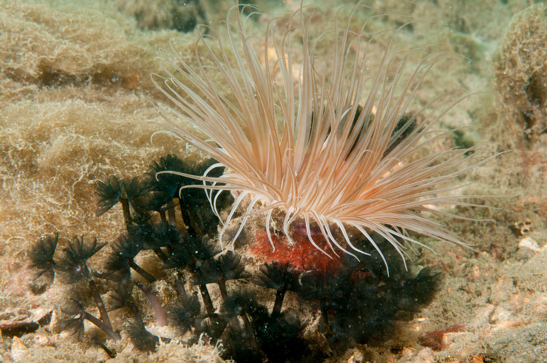 Image of Brown whirl tubeworm