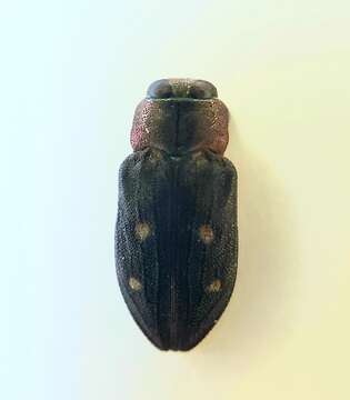 صورة Chrysobothris sexsignata (Say 1839)