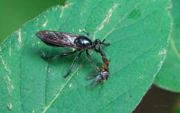 Image of Laphria canis Williston 1883