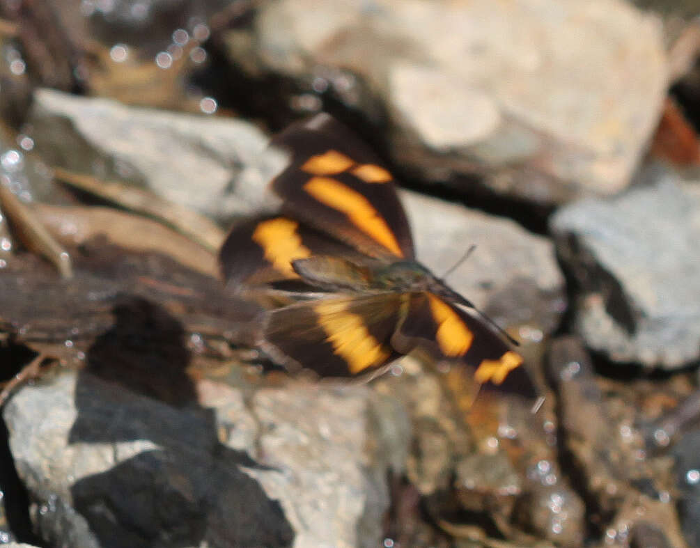 Слика од Libythea myrrha sanguinalis Fruhstorfer 1898