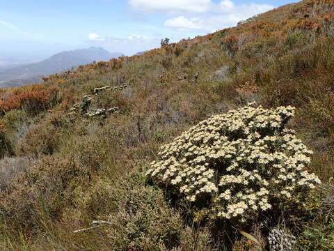 Image of Leucadendron radiatum Phillips & Hutchinson