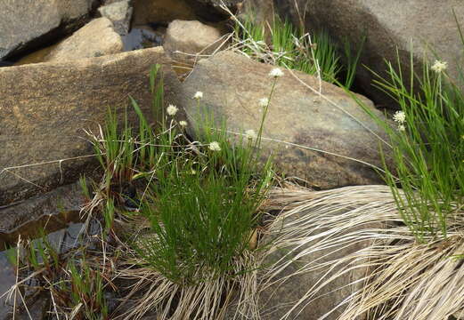 Image of Meadow's Cotton-Grass