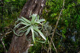 Image of Tillandsia streptophylla Scheidw.