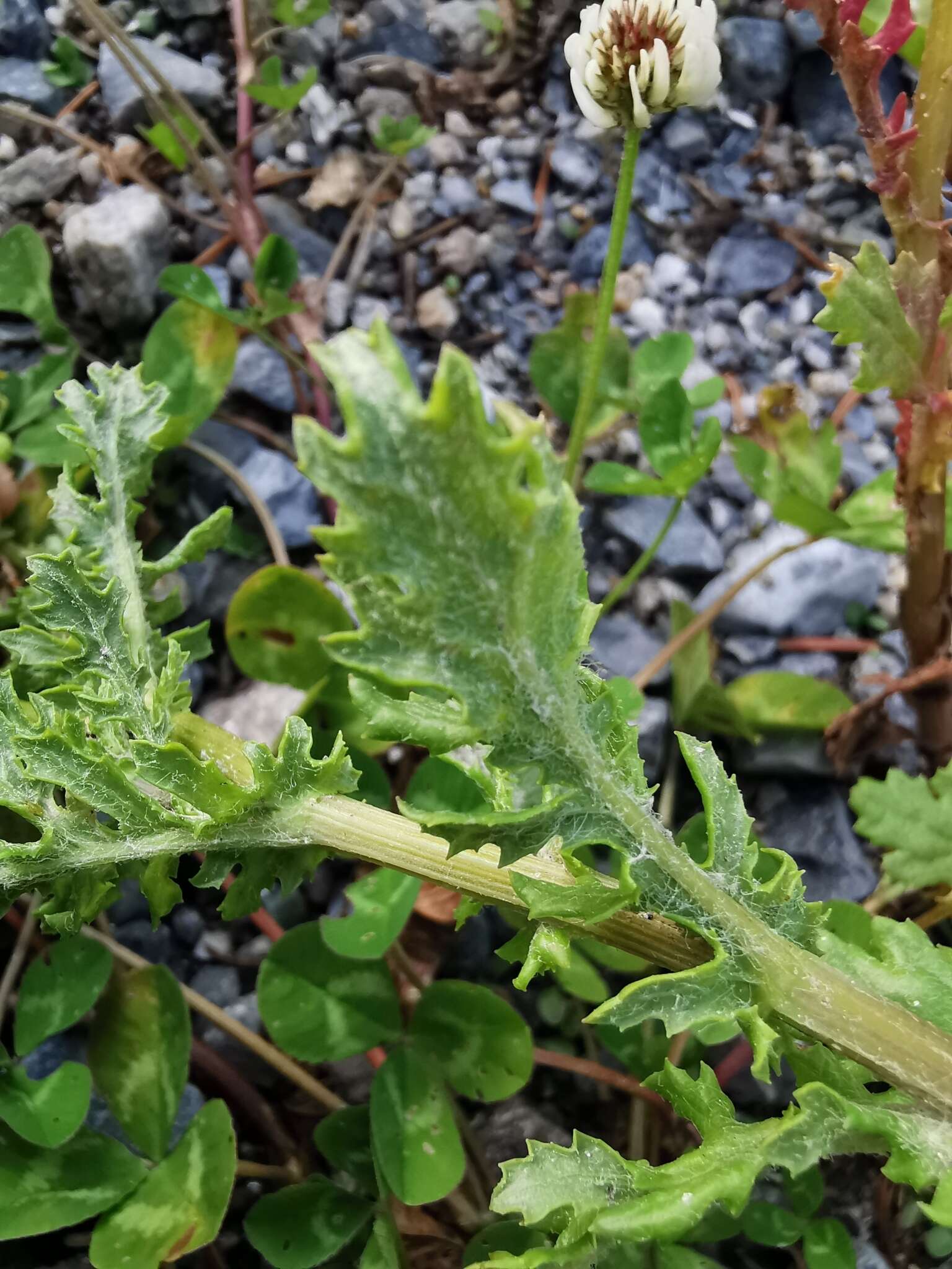 Plancia ëd Senecio squalidus subsp. rupestris (Waldst. & Kit.) Greuter