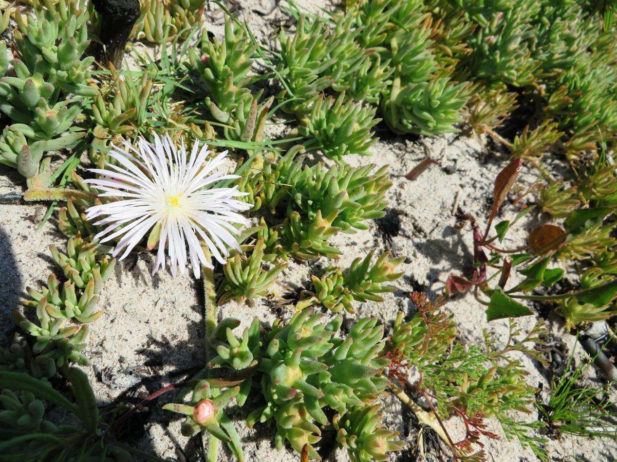 Image of Mesembryanthemum canaliculatum Haw.