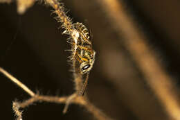 Image of Halictus hesperus Smith 1862