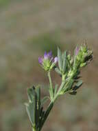 Plancia ëd Trigonella procumbens (Besser) Rchb.