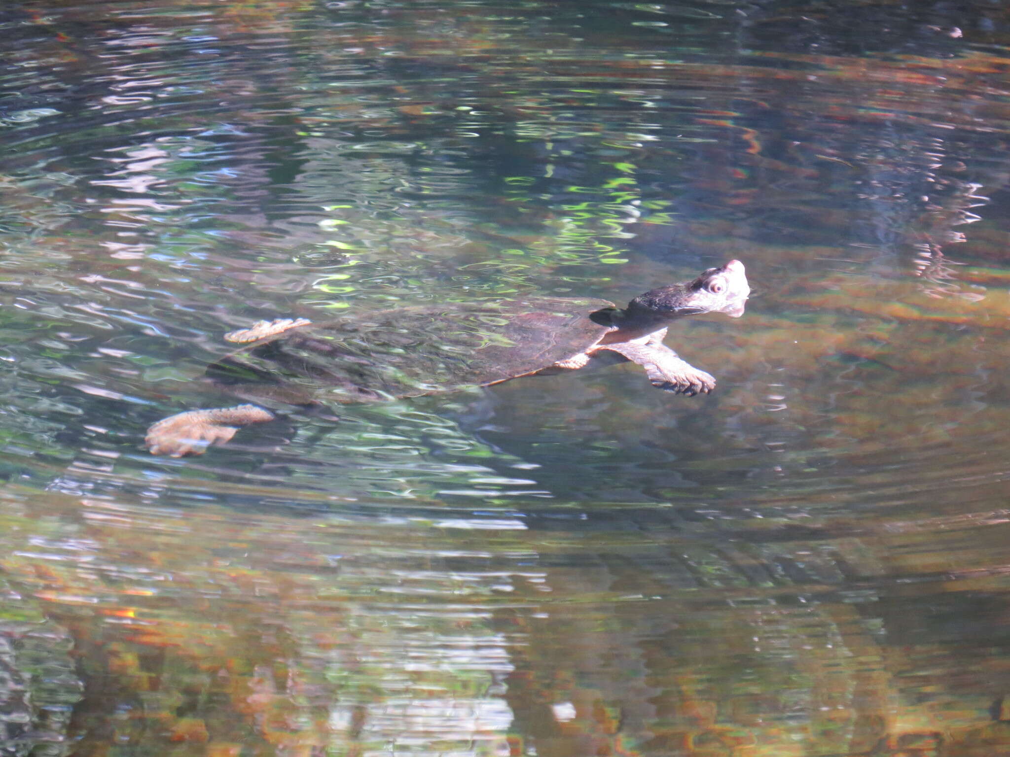 Image of Northern Australian Snapping Turtle