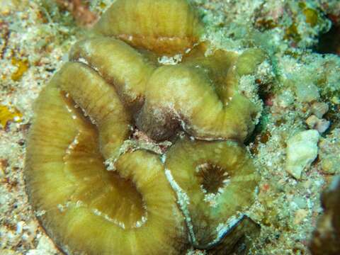 Image of Large single polyp coral