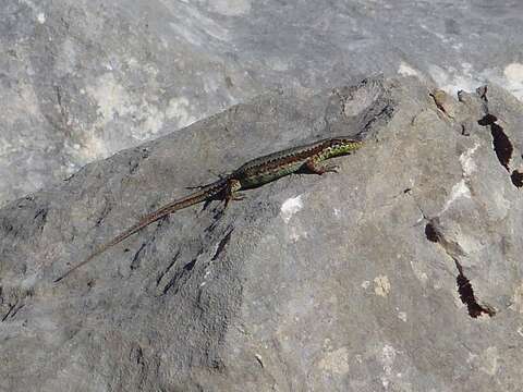 Image of Iberian rock lizard