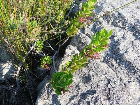 Image of <i>Searsia <i>scytophylla</i></i> var. scytophylla