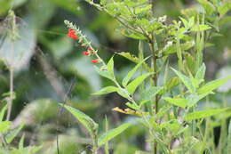 Image of Salvia melissiflora Benth.