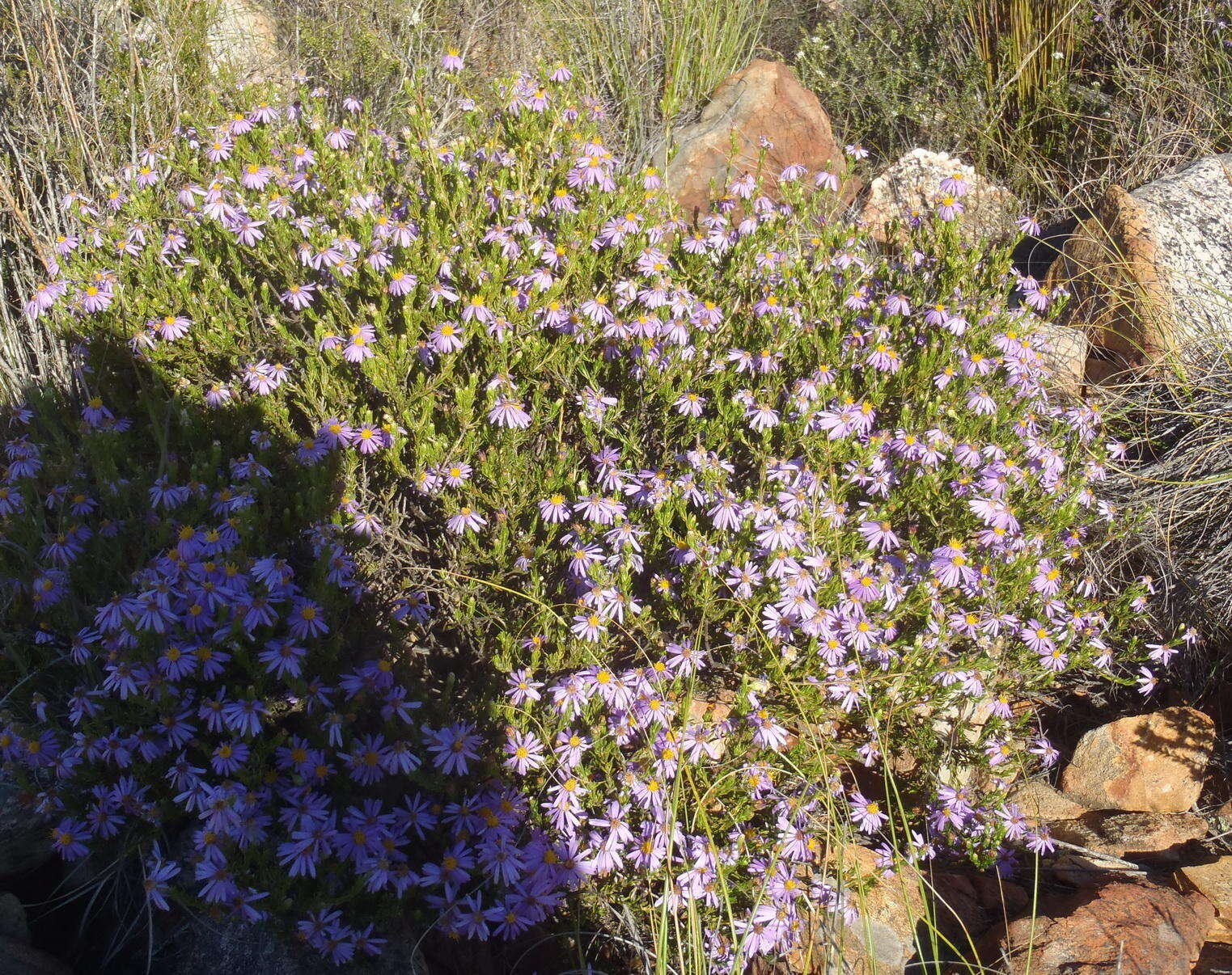 Image de Felicia filifolia subsp. filifolia