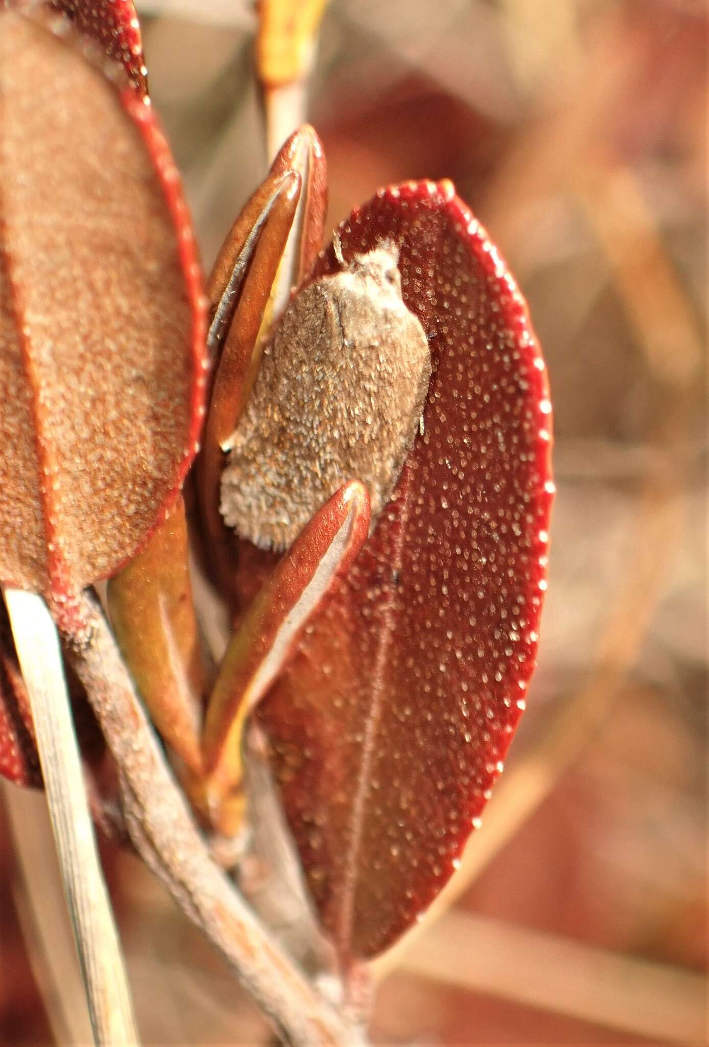 Imagem de Acleris oxycoccana Packard 1869