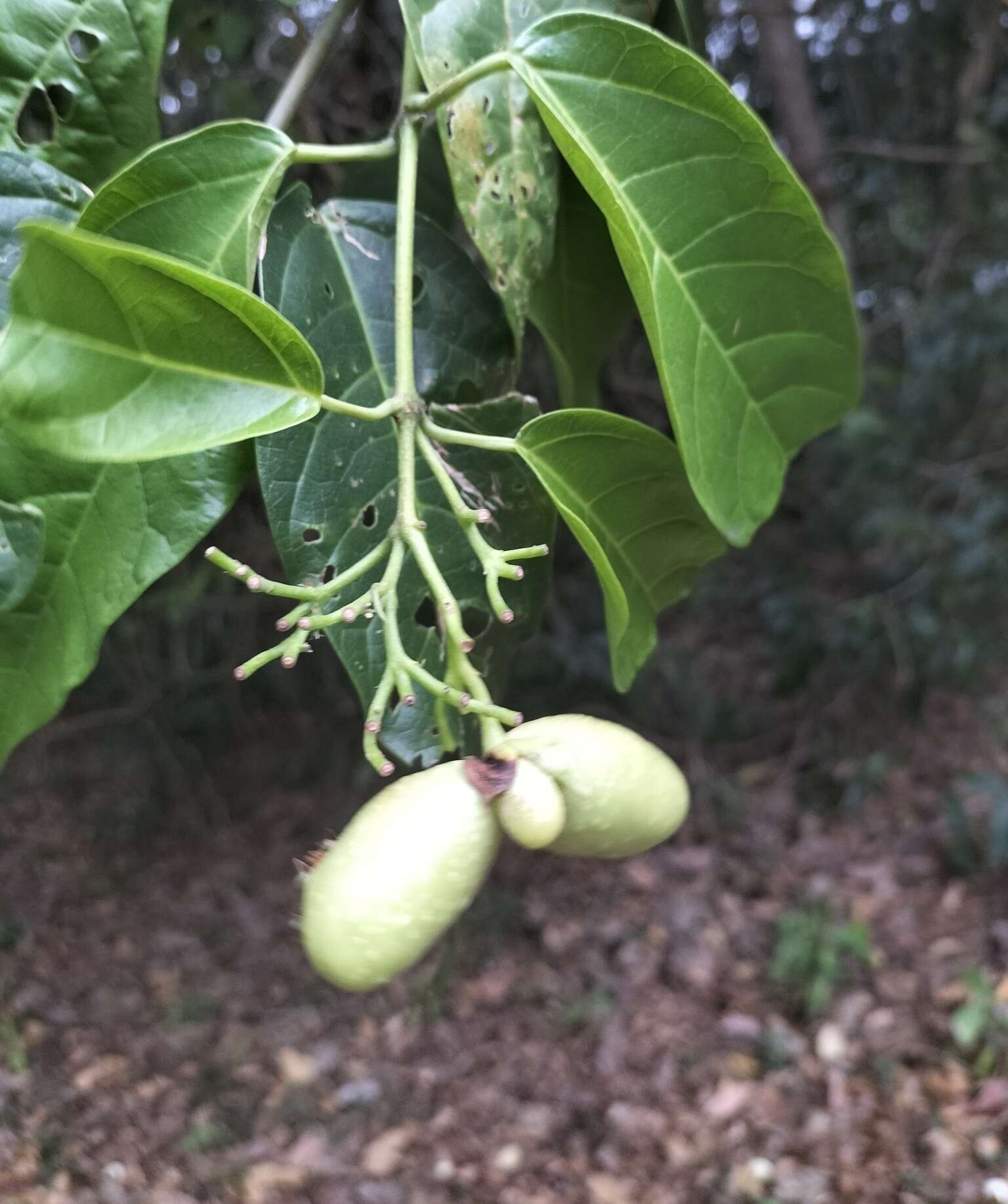 Imagem de Oxera splendida (F. Muell.) Gâteblé & Barrabé