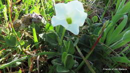 صورة Thunbergia capensis Rets.