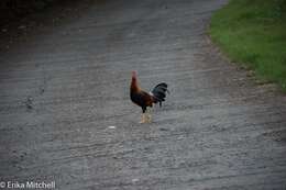 Image of Red Junglefowl