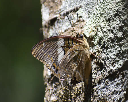 Imagem de Charaxes cithaeron Felder 1859