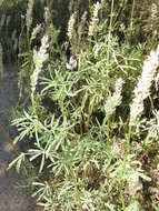 Image of Inyo Meadow lupine