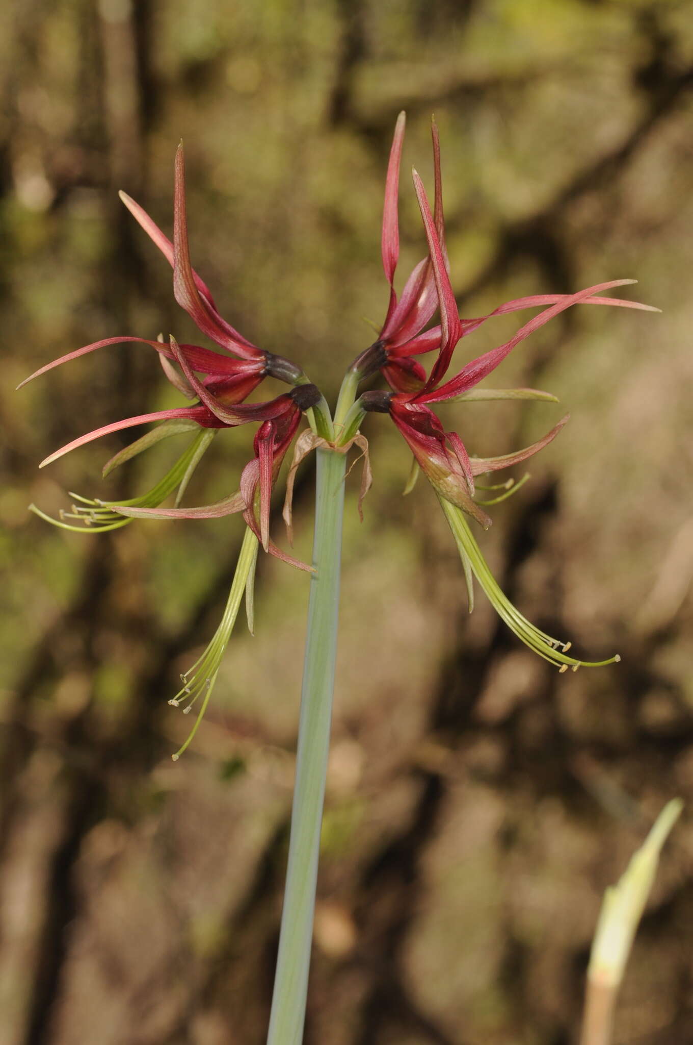 Image of Hippeastrum cybister (Herb.) Benth. ex Baker