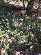 Image of Drummond's mountain-avens