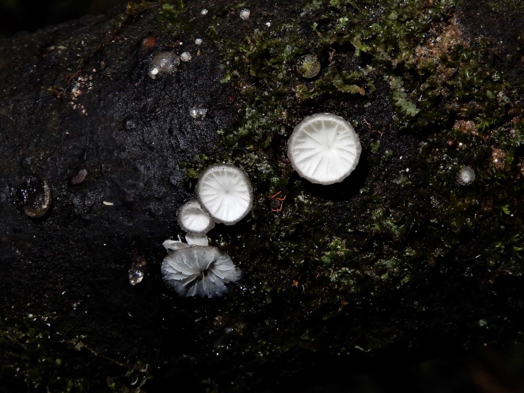 Hohenbuehelia cyphelliformis (Berk.) O. K. Mill. 1986 resmi