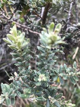 صورة Brachyotum strigosum (L. fil.) Triana