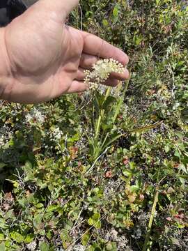 صورة Stenanthium densum (Desr.) Zomlefer & Judd